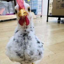 タン君だよ〜☆寂しがりや♡ぶちぶち模様の手乗り碁石チャボ♡