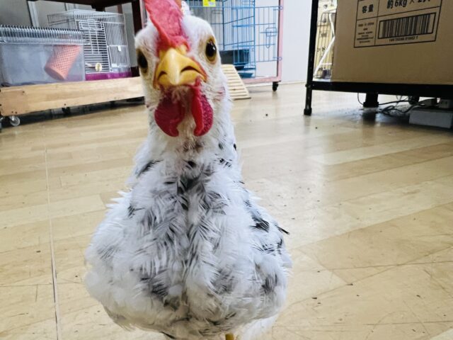 タン君だよ〜☆寂しがりや♡ぶちぶち模様の手乗り碁石チャボ♡ タン君だよ〜☆寂しがりや♡ぶちぶち模様の手乗り碁石チャボ♡