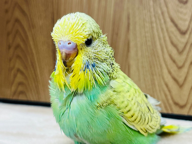 【最新画像更新🪄】元気モリモリ！！大きくなるんだっ！ジャンボセキセイインコ(スパングル) ヒナ