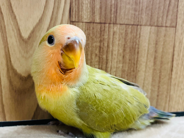 【最新画像更新🪄】ほわほわ🍵抹茶ラテ💚コザクラインコ(シナモン) ヒナ