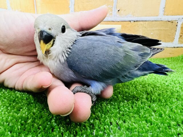 画像更新☆淡い色が綺麗💙コザクラインコのヒナ(バイオレット)入荷しました❤