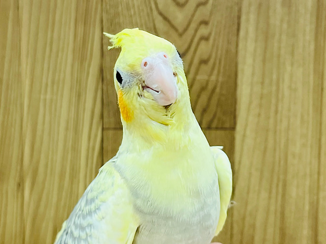 【最新画像更新🪄】ぱやぱやのわた毛におしゃれ模様✨オカメインコ(シナモンパールパイド) ヒナ