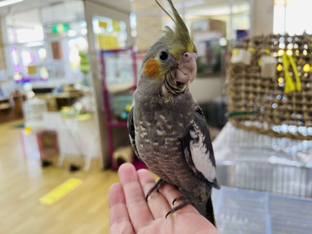 画像更新☆ピキーン！気合い満々！オカメインコ（ノーマル）の雛☆