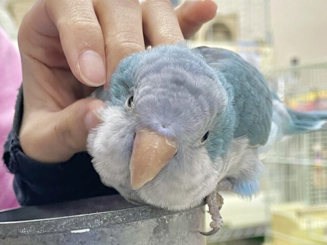最新画像あり！ベタナレおっとりさん！！オキナインコ（ブルー）