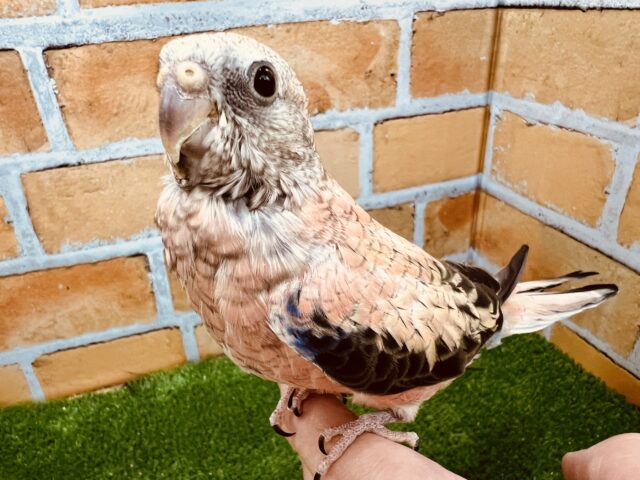 画像更新☆ピンク色の可愛い鳥さん✨アキクサインコ(ローズ)❤