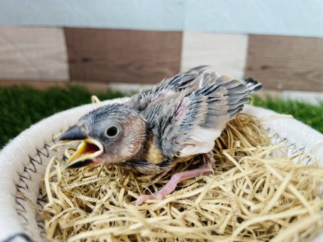 ミニミニ可愛い桜ちゃん🌸桜文鳥のヒナ！！