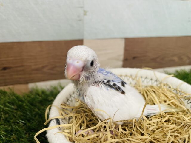 ちょこんと感が可愛すぎます💕セキセイインコのパイド！！