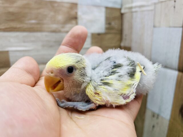 キュルキュル可愛らしいぱっちりおめめのコ👀コザクラインコのオリープパイド！！