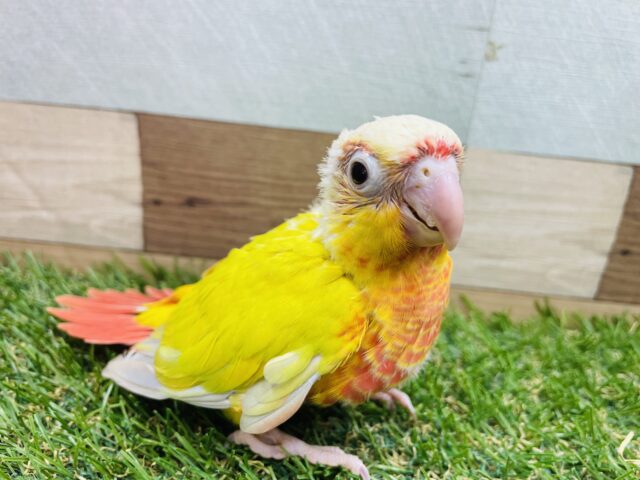 明るいボディーが輝いてますっ✨ウロコインコのサンチーク！！