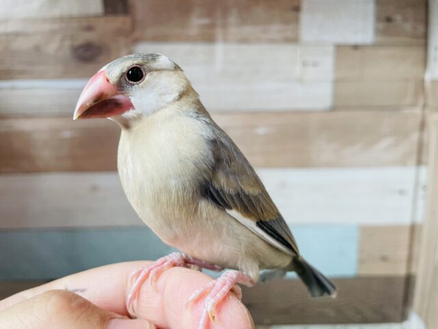 ヒナ餌卒業‼️クリクリおめめが可愛すぎます😍桜文鳥！！