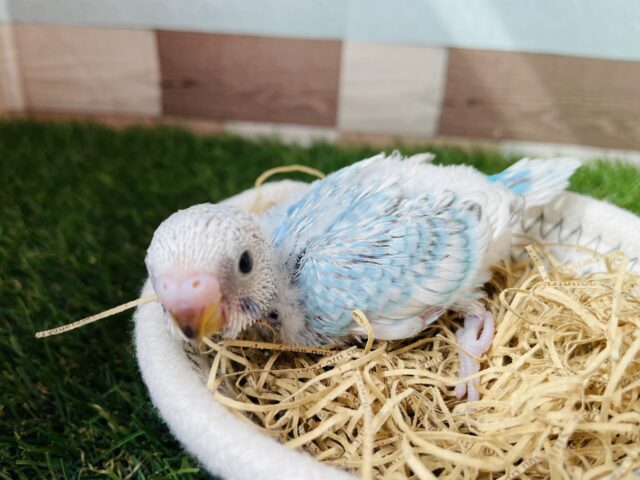 明るく美しいブルーの可愛いコ🩵セキセイインコのスパングル！！