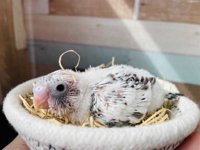 落ち着いた色合いが可愛すぎますっ😍セキセイインコのハルクイン！！