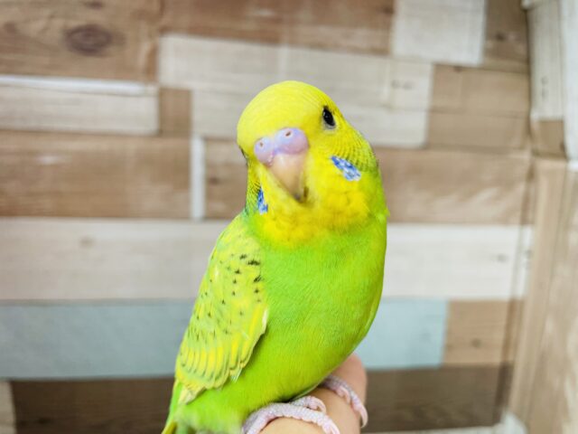 最新画像あります☆ヒナ餌卒業‼️ちょっぴり控えめさんですか❓これからどんな子になるのかなぁ〜セキセイインコ（スパングル）⭐️