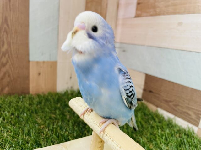 最新画像あります❣️ぱっちりおめめのキュートなお顔のコ✨セキセイインコのオパーリン！！