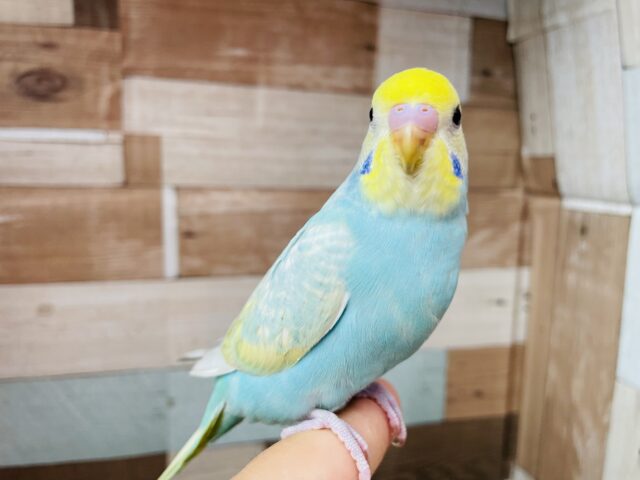 最新画像あります🌈愛嬌のある甘えん坊さん🩵セキセイインコのパステルレインボー！！