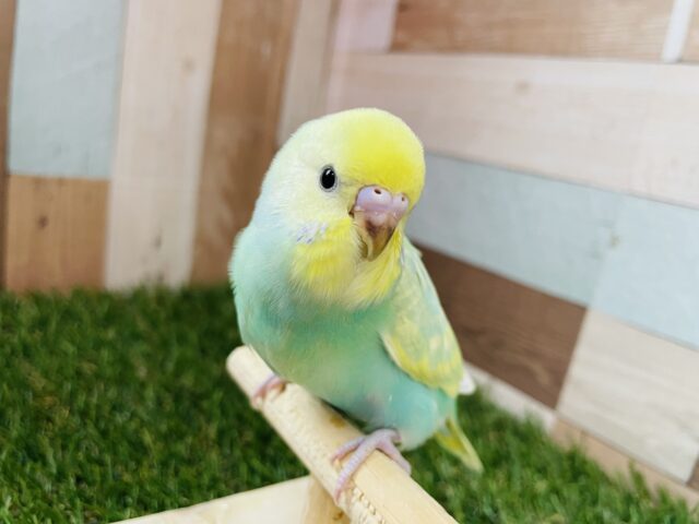最新画像あります⭐️明るいグリーンとクリームの可愛いコ💕セキセイインコのパステルカラーレインボー！！