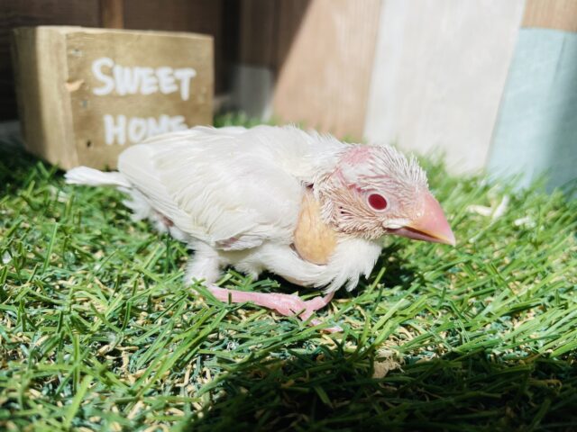 最新画像あります☆大きなお口で大迫力‼️キラッと輝く赤目のシルバーイノ文鳥✨