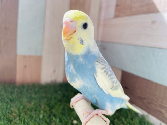 お腹に広がる青空カラーが素敵です✨セキセイインコのレインボーパイド！！