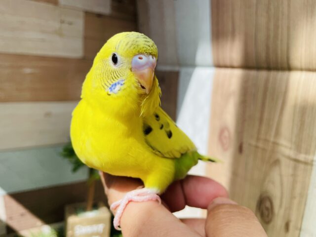 最新画像あります⭐️イエローのボディーが輝いて見えますっ✨セキセイインコのハルクイン！！