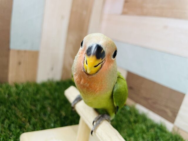 最新画像あります⭐️ベタ馴れ候補生❣️わたわたなチビかいじゅう降臨🦖コザクラインコのノーマル！！