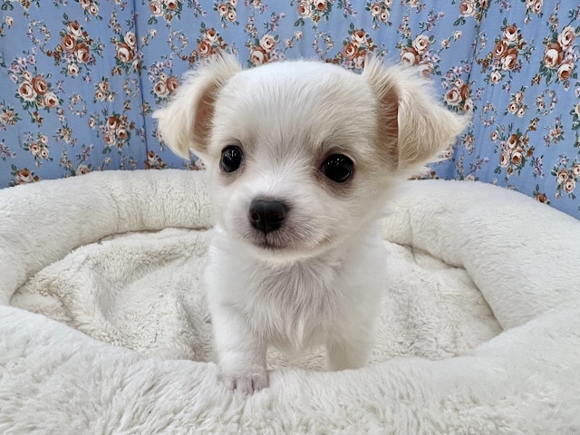 遊び好き❣️おしりなでると大満足💓なチワワの男のコきました〜✨️