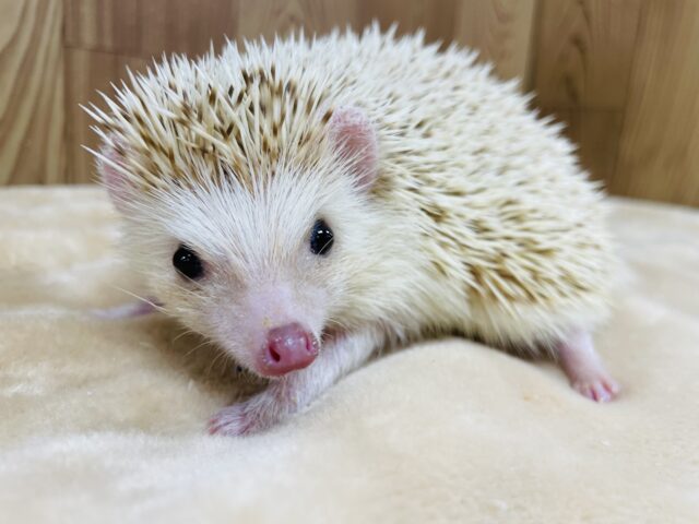 抱っこも触れ合いもできちゃう💫ハリネズミ（シナモン）男の子