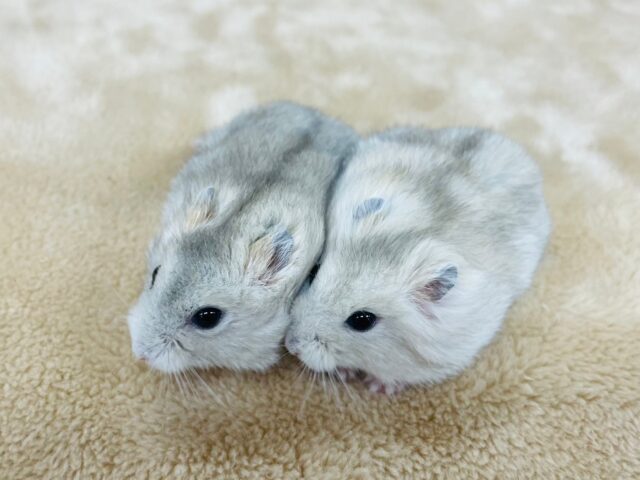 まるで双子💛🧡イエロープディングハムスター（女の子です）