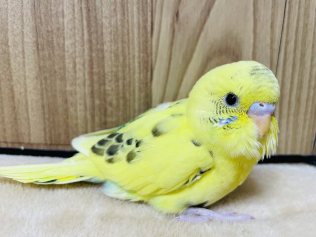 【最新画像更新🪄】キラリ光る‪☆菜の花ちゃん🌻セキセイインコ(ハルクイン) ヒナ