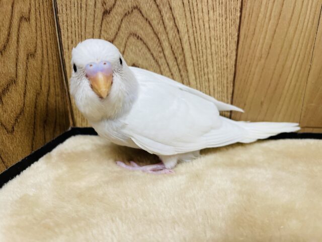 【最新画像更新🪄】雪景色に溶け込む真っ白カラー☃️セキセイインコ(ダブルファクター) ヒナ