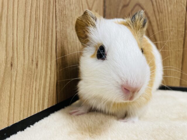 柔らかい色合いの美形モルちゃん💘イングリッシュモルモット