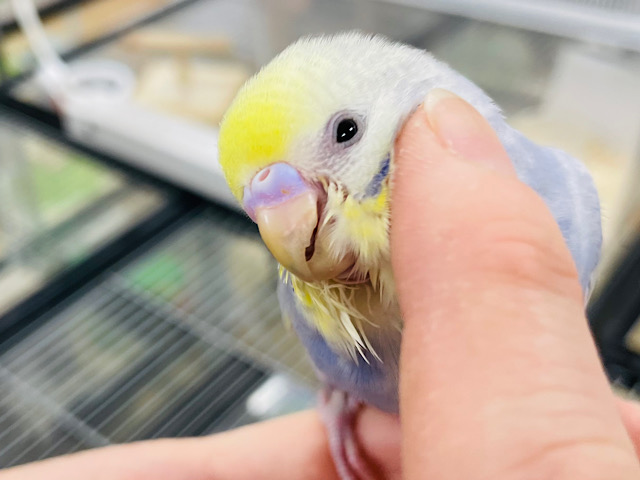 【動画・最新画像更新🪄】甘ったれヒナちゃんがやってきた♡セキセイインコ(パステルレインボースパングル) ヒナ