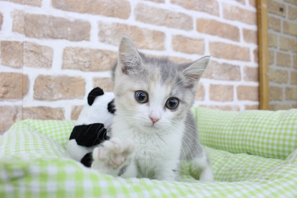 足長👢マンチーズ🐱所属🏁🚩よろしくどうぞ☆マンチカン・女の子！
