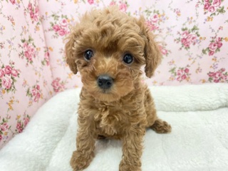 不動の人気No.1わんこ!!　トイプードルの女のコ　2024.3/9撮影