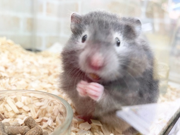 セーブルハムスター　緊張しててもごはんはいただきます！