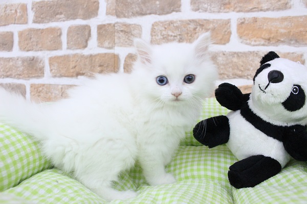 足長👢マンチーズ🐱所属🏁🚩なにとぞなにとぞ☆マンチカン・女の子！
