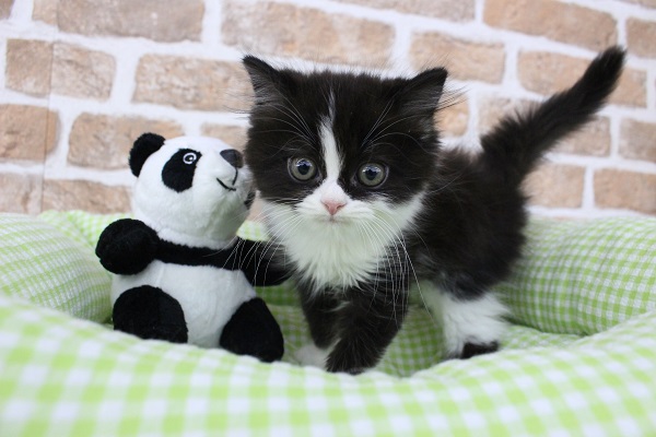 甘猫党発足🐱⚔️スリスリ担当大臣🏆スコティッシュフォールド・男の子！