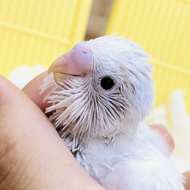 白い体におめめは？？　セキセイインコ