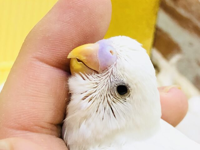 真っ白な体に輝くブラックダイヤモンド♪　セキセイインコ