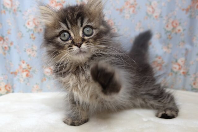 4/8最新📷なでなで大好き♡マンチカンくん🤎2024年1月9日生まれ　男の子