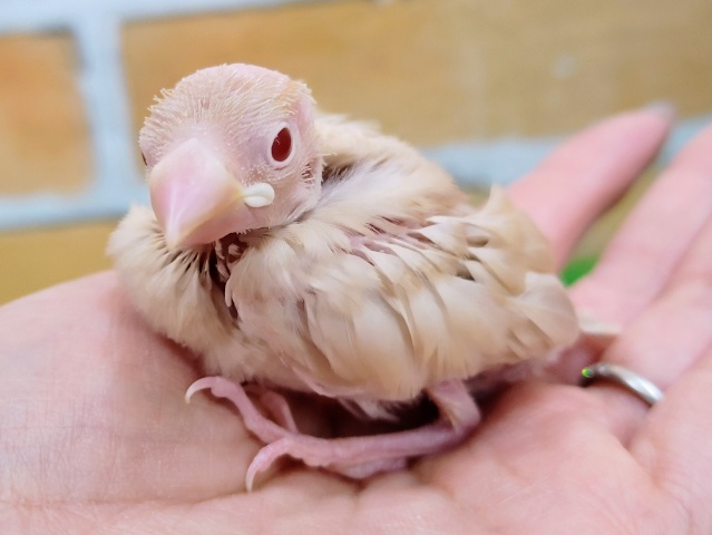 キラキラの赤目ちゃん✨シナモン文鳥のヒナ入荷しました❤
