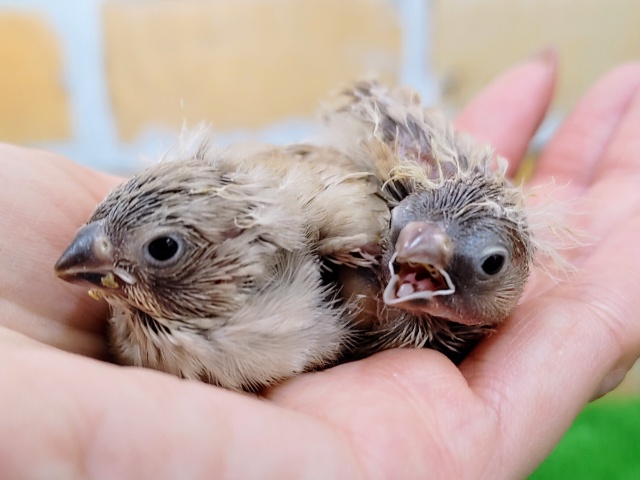 残り1羽❤色変わり🧡キンカ鳥のヒナ入荷しました❤