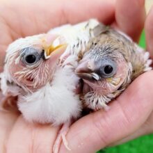 ちびちび✨十姉妹のヒナ入荷しました❤