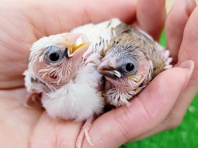 ちびちび✨十姉妹のヒナ入荷しました❤