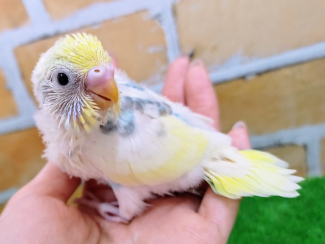 カラフル🌈セキセイインコのヒナ(レインボーパイド)入荷しました❤