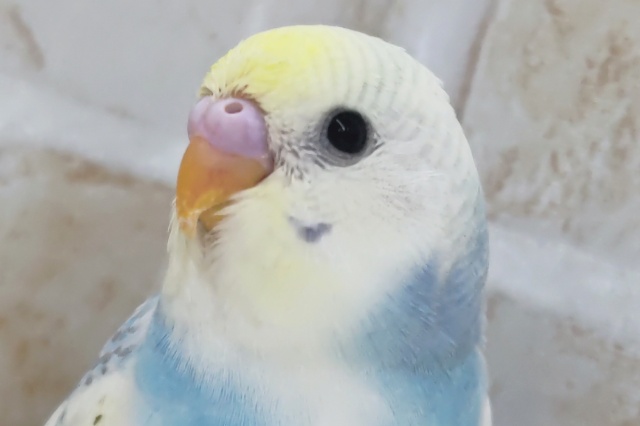 少し違った印象の～🌈 セキセイインコ(パステルレインボーパイド)