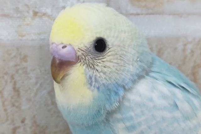 これはまさにパステルー🌈 セキセイインコ(パステルレインボースパングル)