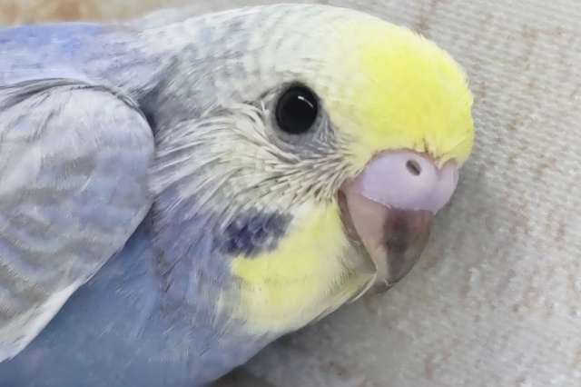 とってもキレイなブルー💙 セキセイインコ(パステルレインボー)