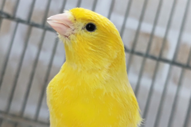 ビタミンイエロー🍋 ローラーカナリア(男の子)