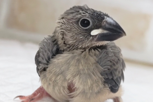 成長楽しみ～な桜さん～🌸 桜文鳥🐣