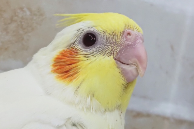 このフォルム可愛過ぎる～🌞 オカメインコ(ルチノー)